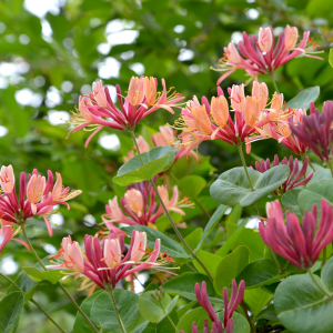 Lonicera Honeysuckle